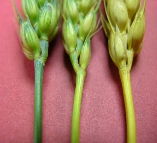 Wheat at Feekes 11.1-11.3